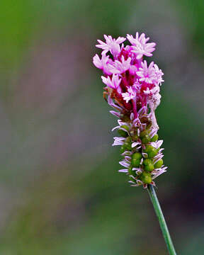 Image of Few-flowered Milkwort