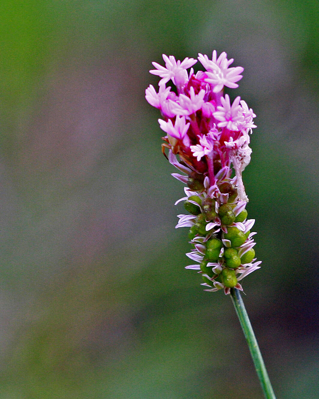 Image of Few-flowered Milkwort