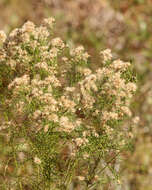 Image of Slender Goldentop