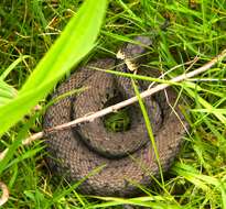 Image of Grass Snake