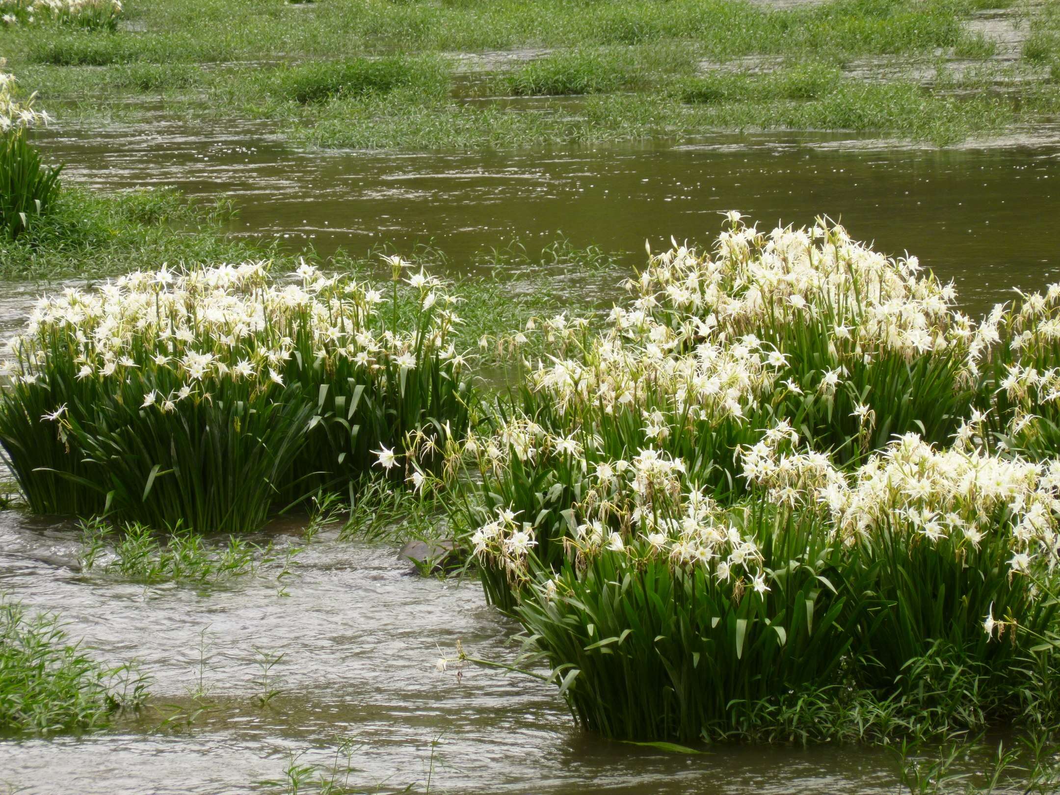 Image of Shoals Spider-Lily