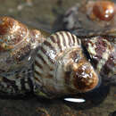 Image of Austrocochlea porcata (A. Adams 1853)