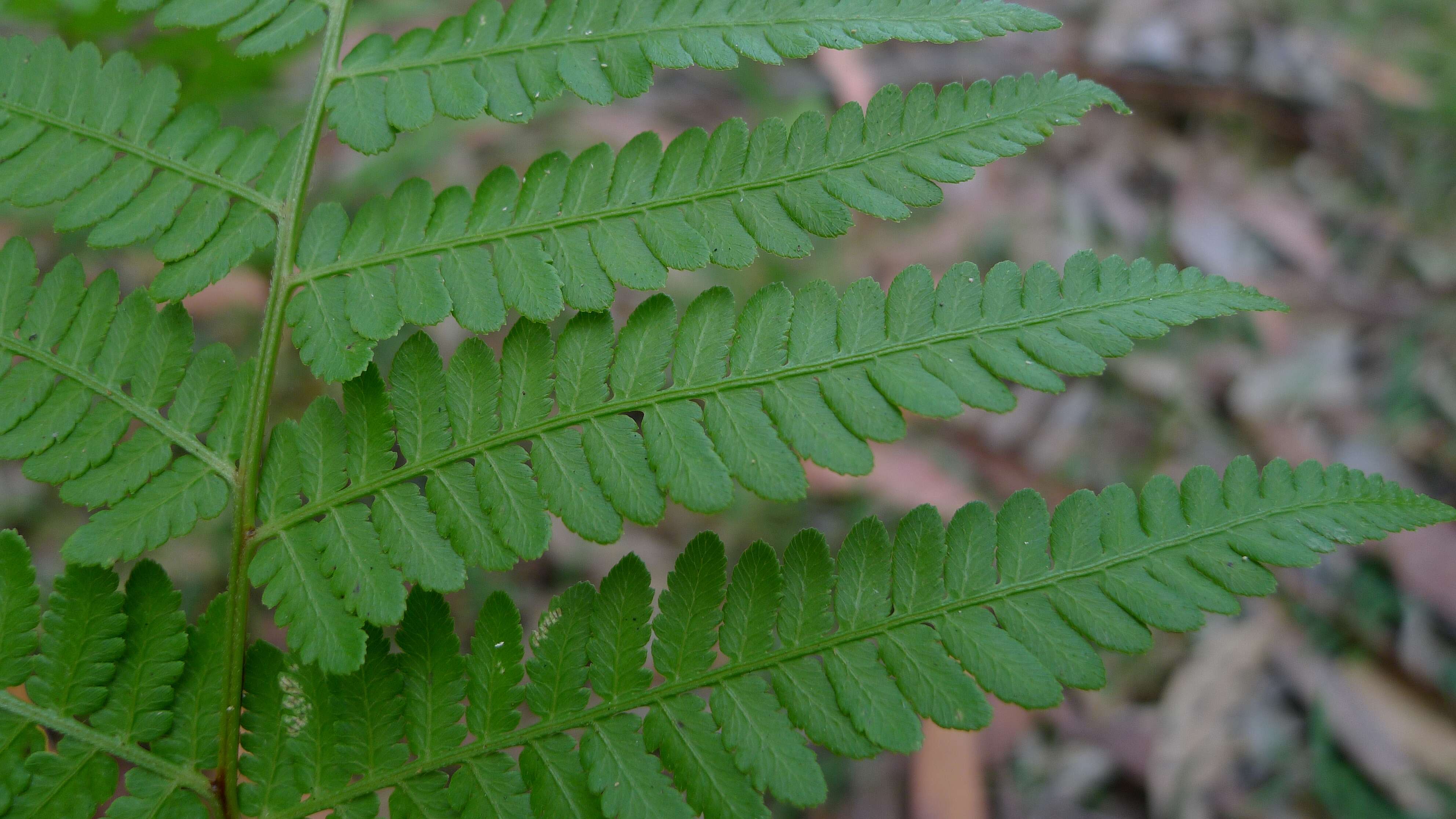 Image of Common Ground Fern