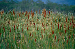 Image de Typha orientalis C. Presl