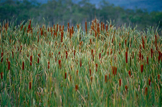 Image de Typha orientalis C. Presl