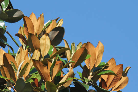 Image of magnolia