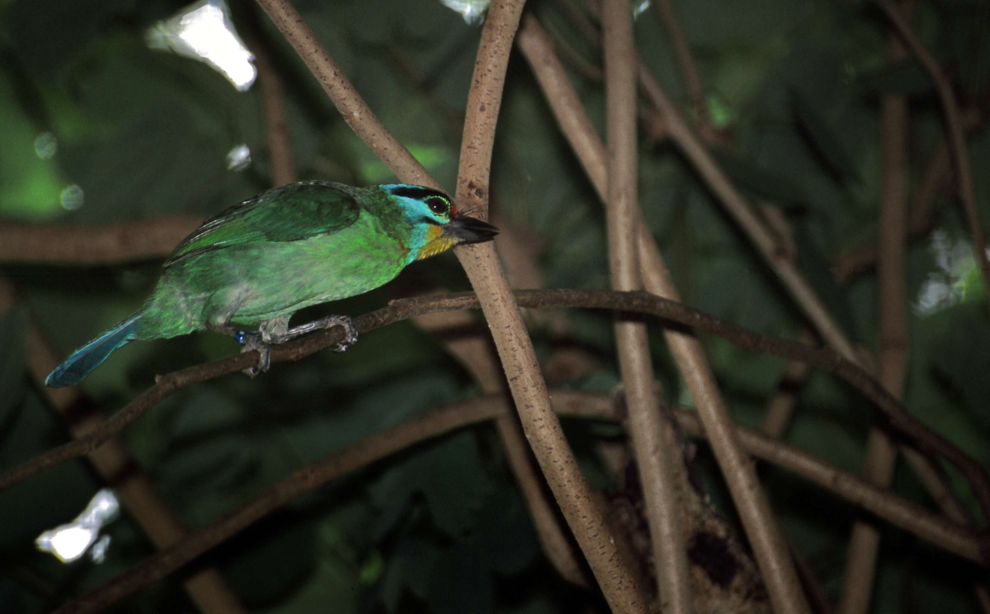 Image of Asian barbets