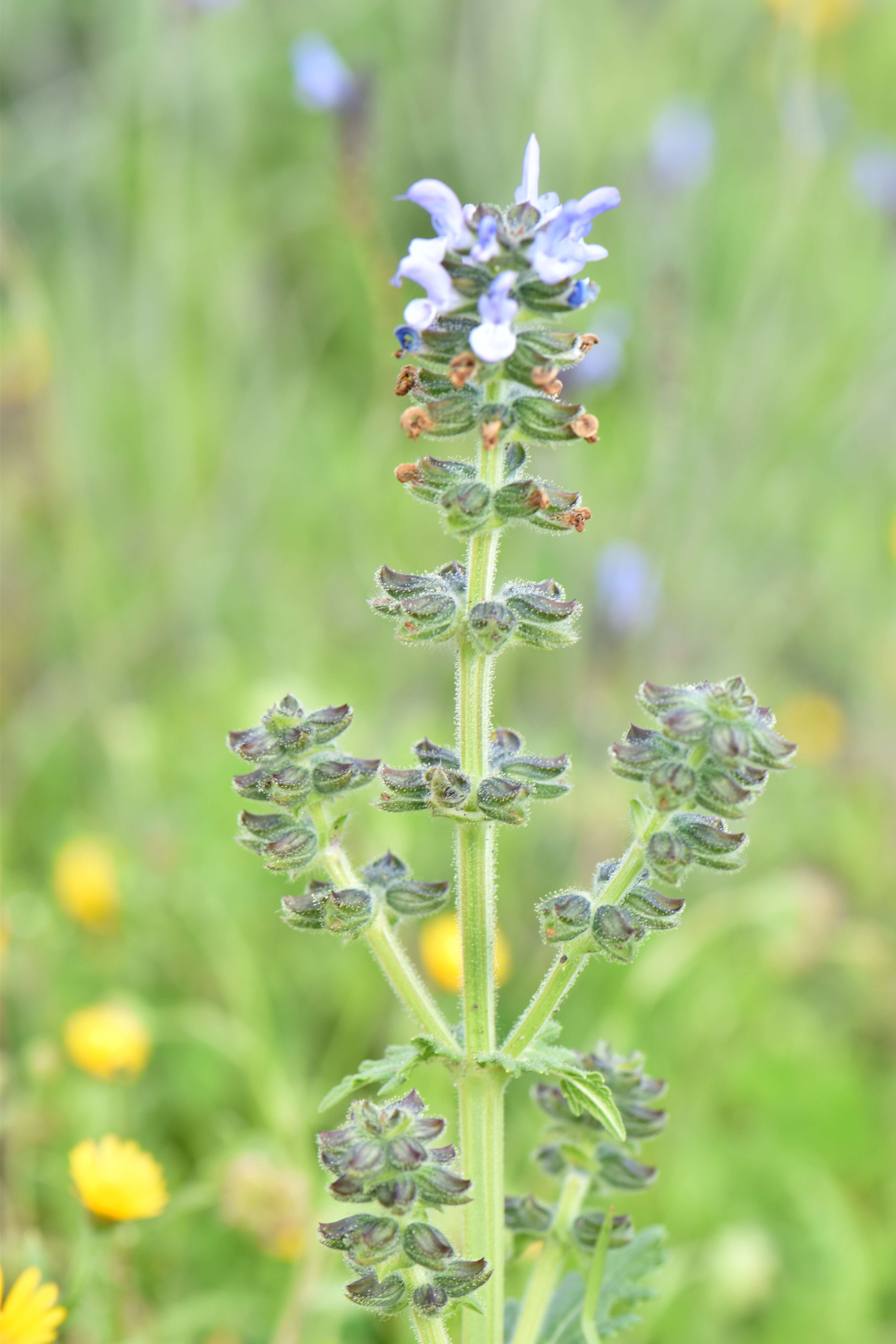 Image of verbena sage