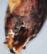 Image of Metopheltes