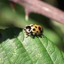 Image of 13-spot ladybird
