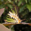 Image of Graphium antiphates (Cramer (1775))