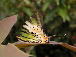 Image of Graphium