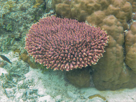 Image of Staghorn coral