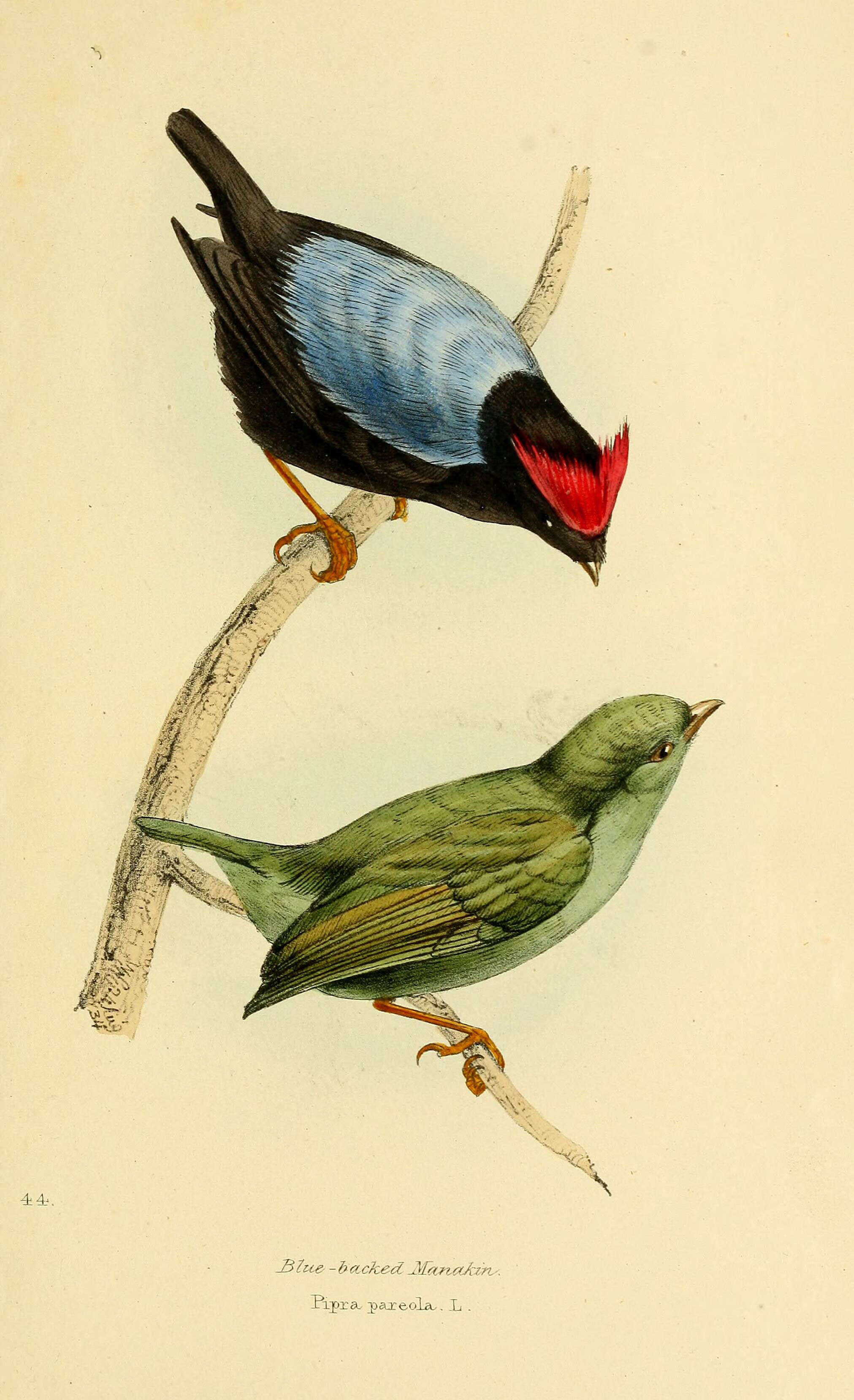 Image de Chiroxiphia Cabanis 1847