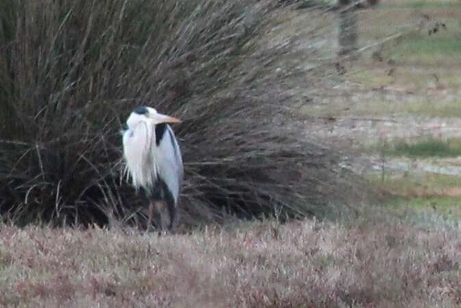 Image of Night Herons