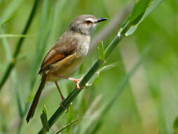 Image of Prinia Horsfield 1821