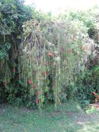 صورة Callistemon citrinus (Curtis) Skeels