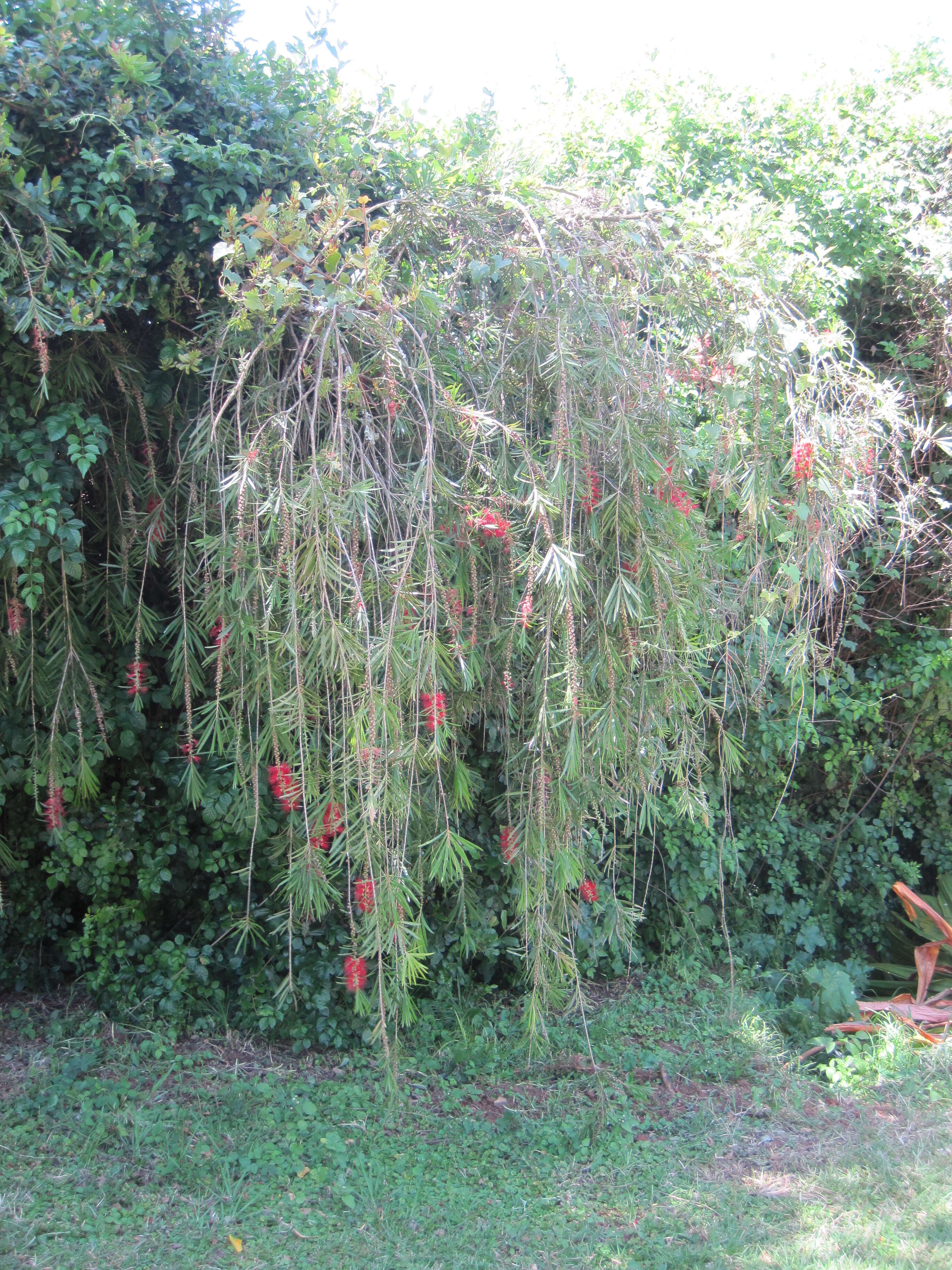 Image of bottlebrush