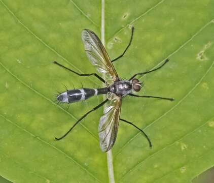 Image of Cordyligaster septentrionalis Townsend 1909