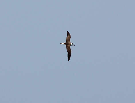 Image of Black-capped Petrel