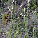 Image of Reseda undata subsp. undata