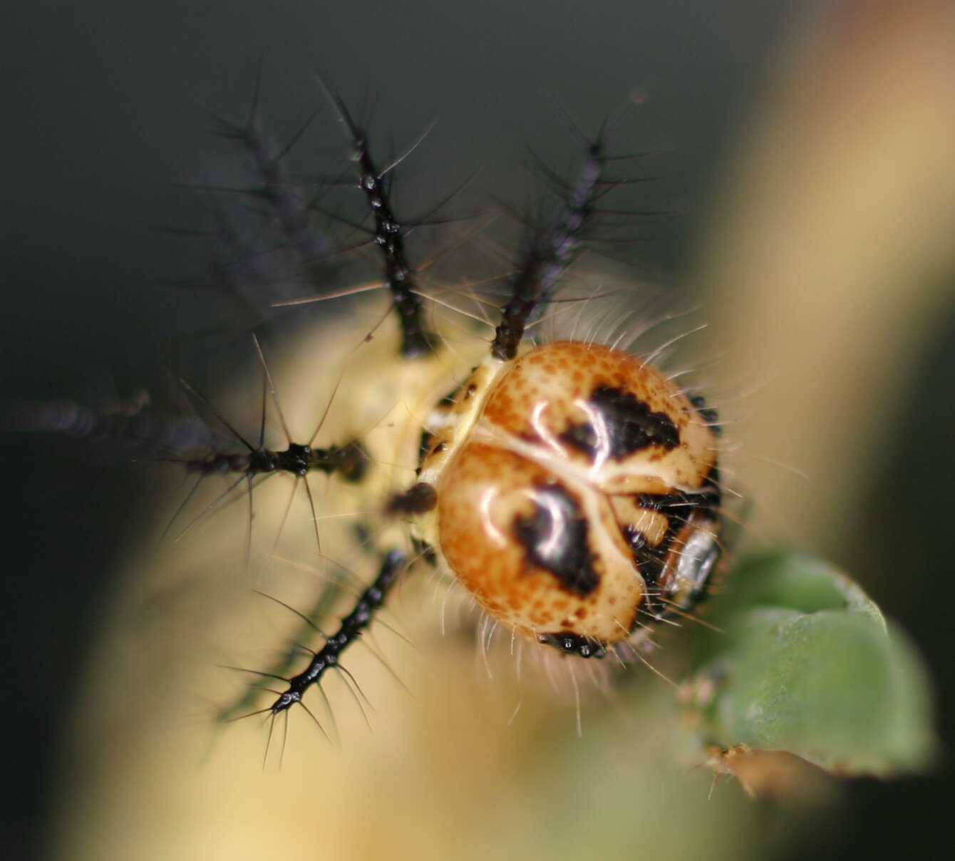 Image of Acraea ventura Hewitson 1887