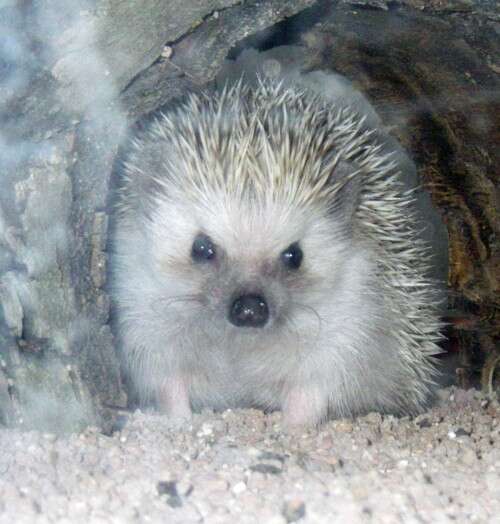 Image of Four-toed Hedgehog