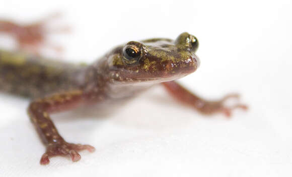 Image of Green Salamander