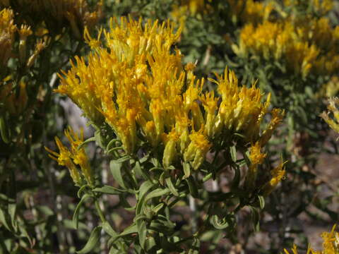 صورة Chrysothamnus viscidiflorus subsp. viscidiflorus