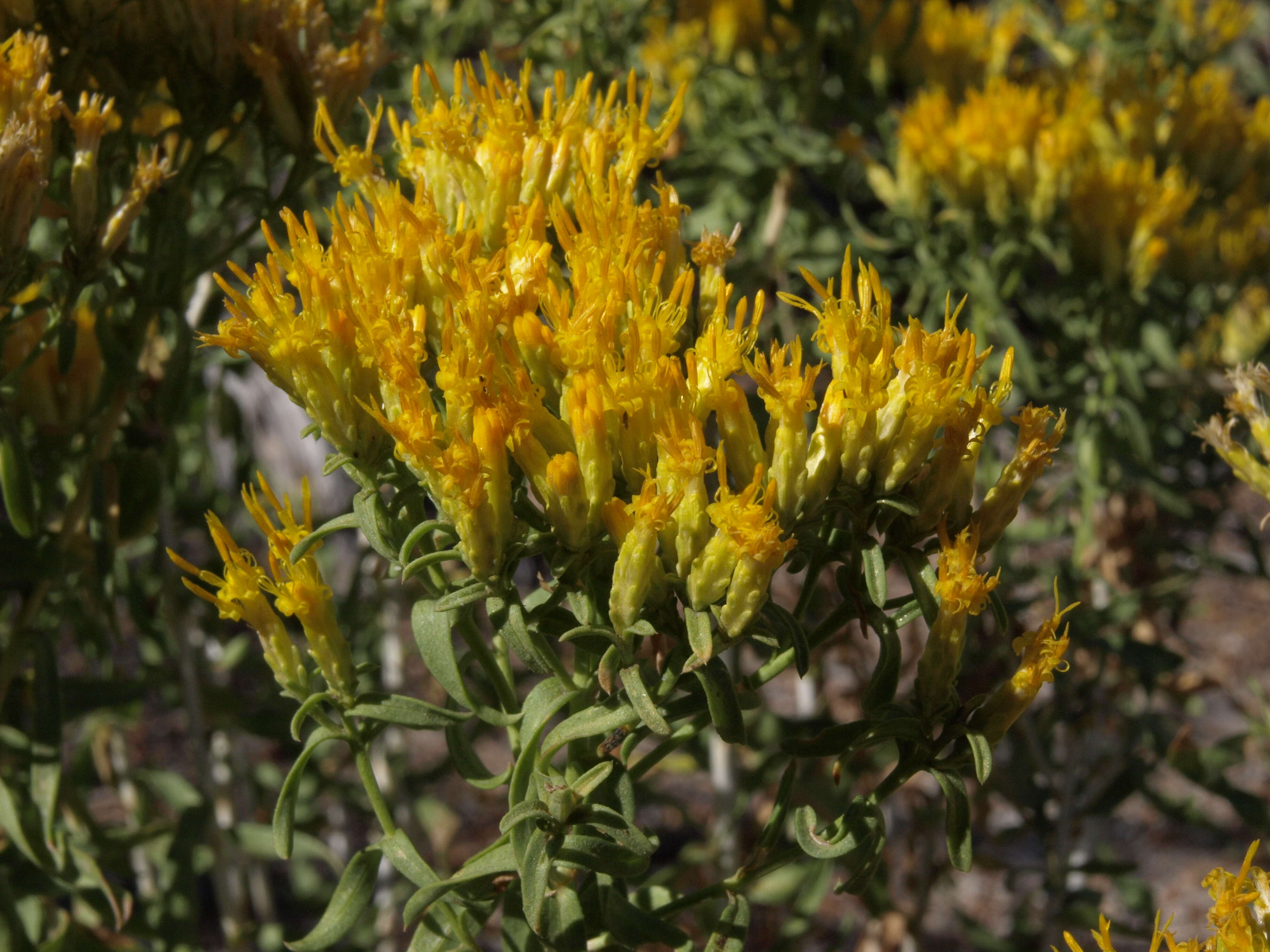 Image of yellow rabbitbrush