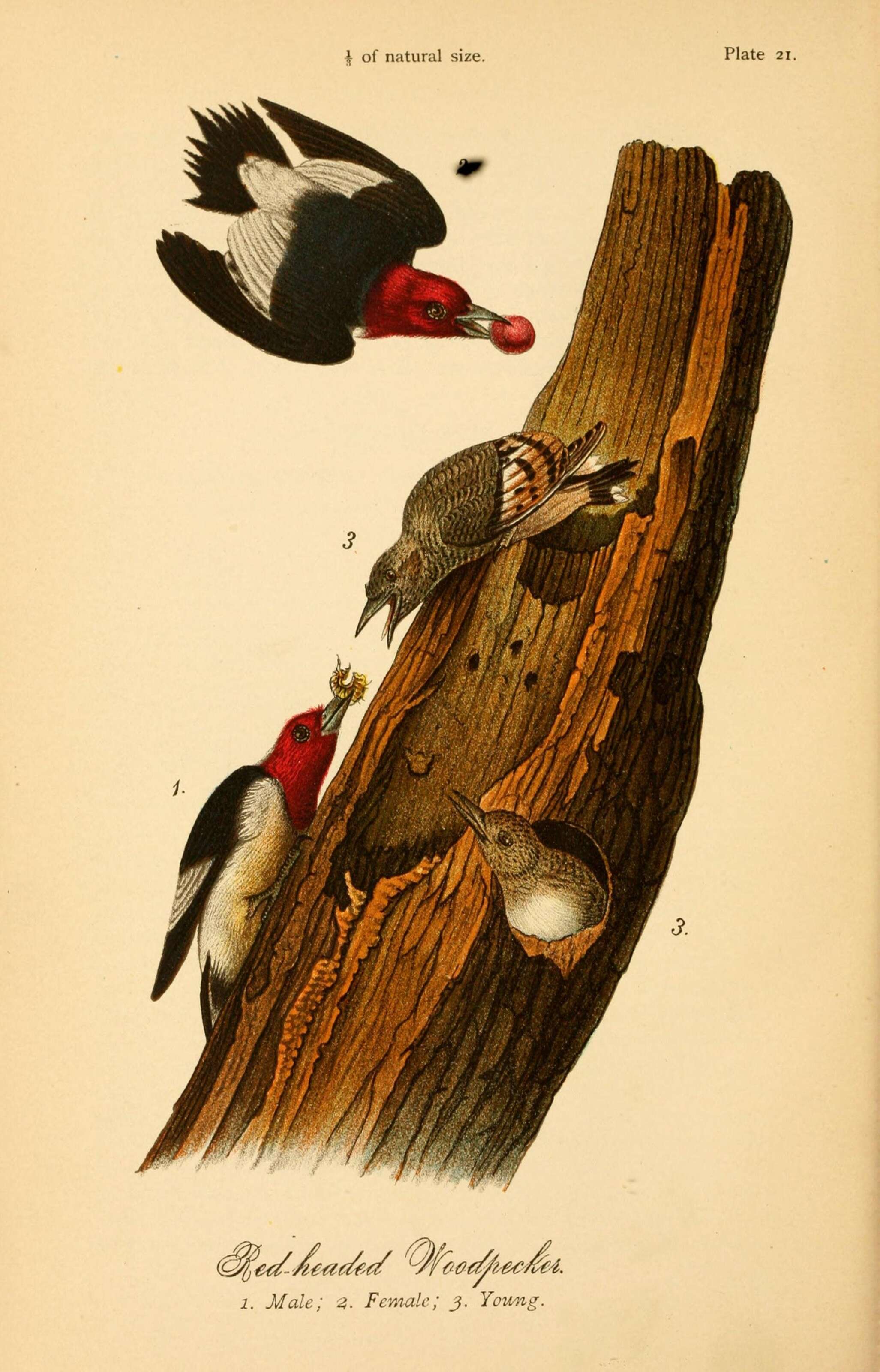 Image of Red-headed Woodpecker