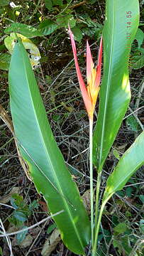 Image of Heliconiaceae