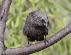 Image of Australian choughs