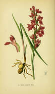 Image of Anacamptis palustris (Jacq.) R. M. Bateman, Pridgeon & M. W. Chase