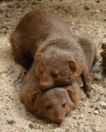 Image of Dwarf mongooses