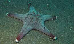 Image of cushion stars