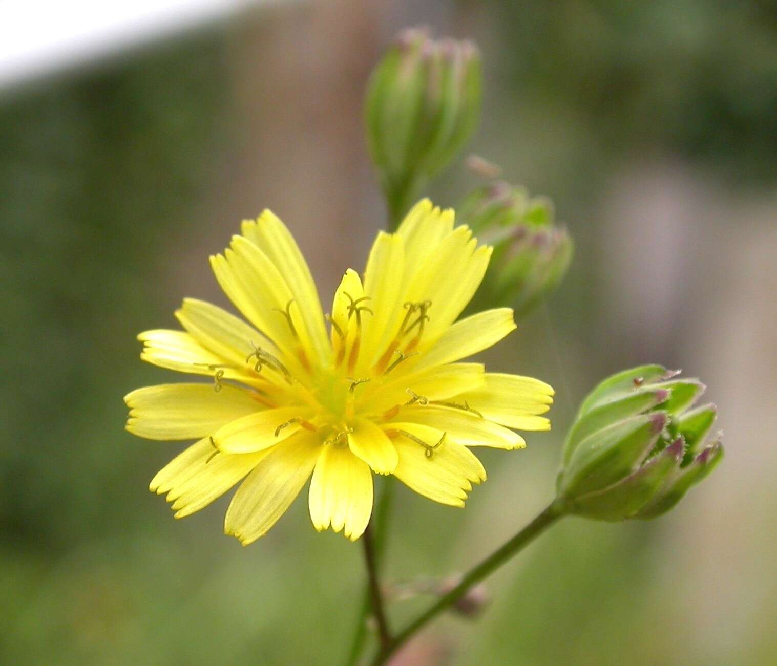 Image of nipplewort