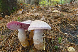 Image of Cortinarius camphoratus (Fr.) Fr. 1838