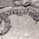 Image of Mexican Kingsnake