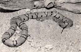 Image of Kingsnakes