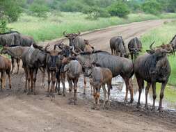 Image of wildebeest