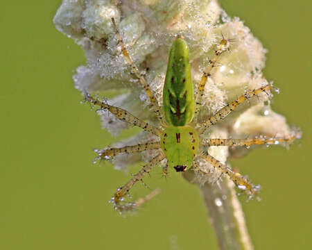 Image of Peucetia