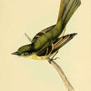 Image of Bamboo Flatbill