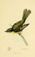 Image of Bamboo Flatbill