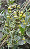 Image of Senecio chionogeton Wedd.