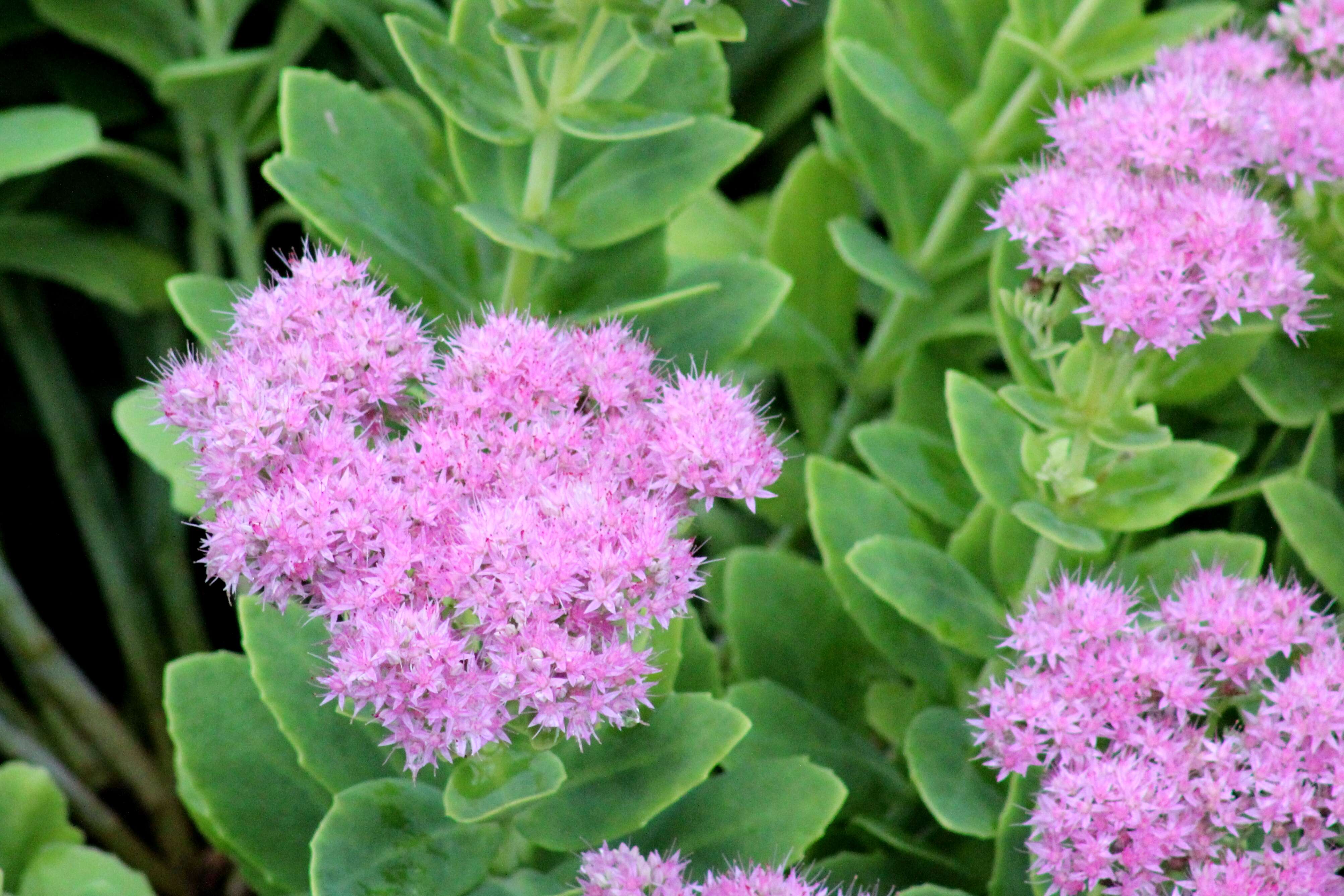 Image of showy stonecrop