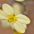 Image of Stylidium zeicolor F. L. Erickson & J. H. Willis