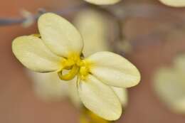 Image of Stylidium zeicolor F. L. Erickson & J. H. Willis