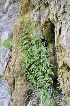 Image of Eupatorium cannabinum subsp. cannabinum