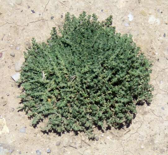 Image of rupturewort